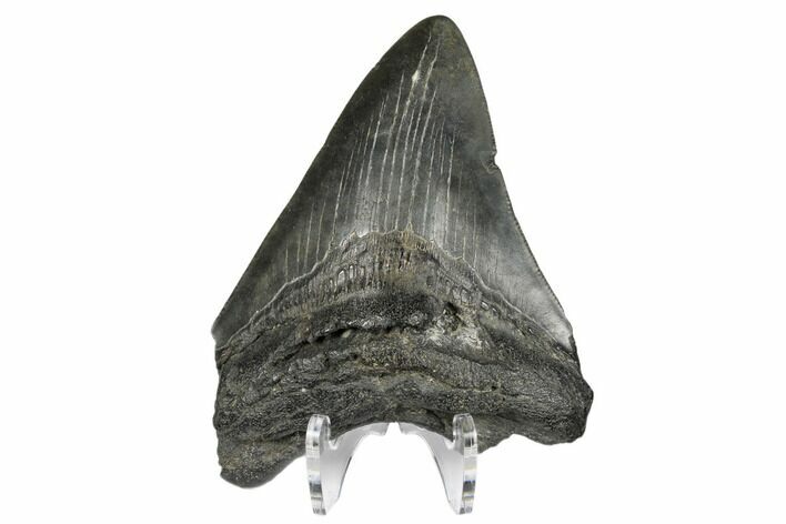 Fossil Megalodon Tooth - South Carolina #172233